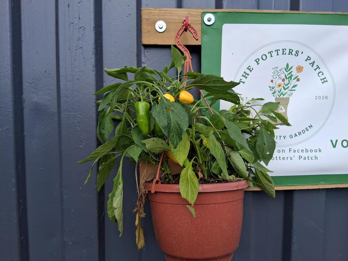 Potters Patch Hanley Thrives with School and Community Support — Hanley news photo