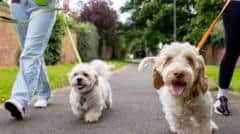 Dog walking heatwave warning from Staffordshire Police — Stoke-on-Trent news photo