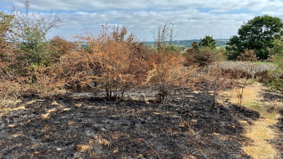 Park Hall Country Park: Appeal Over Deliberate Fires — Stoke-on-Trent news photo (BBC News — Rugeley)