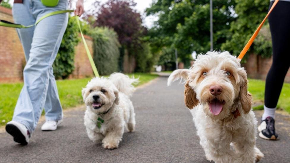 Dog walking heatwave warning from Staffordshire Police — Stoke-on-Trent news photo (BBC News — Rugeley)